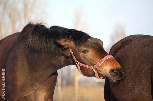 Brown horse attacking another one