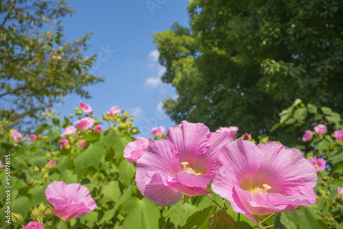 芙蓉の花と青空