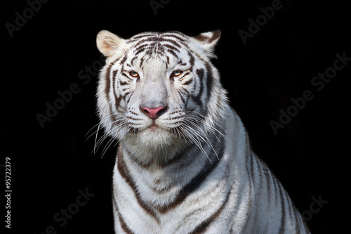 White bengal tiger on black background. The most dangerous beast shows his calm greatness. Wild beauty of a severe big cat.
