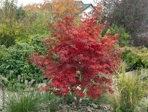 Faecherahorn, Herbst, Acer,