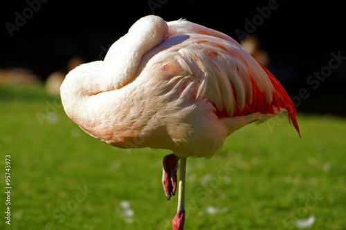 Ruhender Flamingo