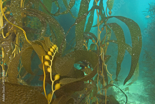 Sea life underwater kelp forest at California island