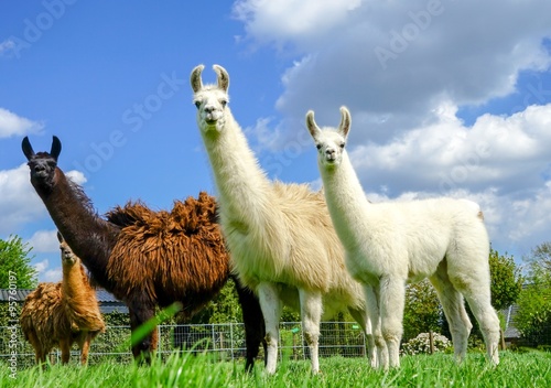 Drei Lamas mit Jungtier auf einer Wiese