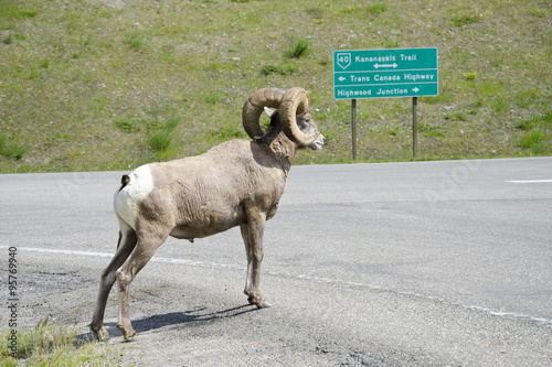 Mountain Sheep full profile view on Kananaskis Trail, Highway 40, Alberta 