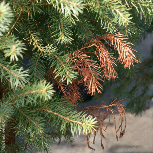 Dieback of shoots spruce