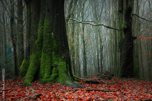 Baśniowy Jesienny Bukowy Las