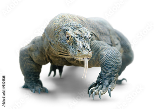 Komodo dragon isolated on white