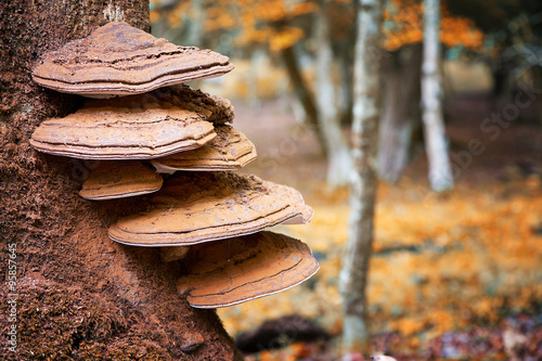 Bracket fungus on beech tree