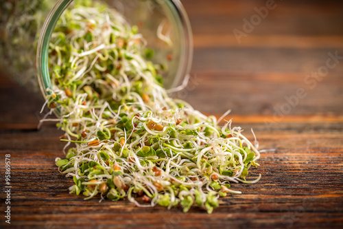 Mix of fresh sprouts
