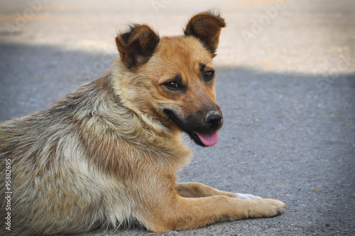 Portrait of a stray dog lying on the street