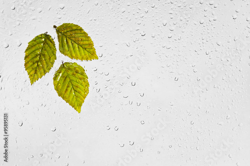 Kolorowe jesienne liście grabu i krople deszczu na oknie. Kolorowe podświetlone mokre jesienne liście przyklejone kroplami wody do okna na szarym tle.