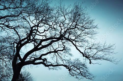 Old leafless bare tree over blue sky background