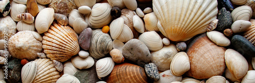 Sea Shells Seashells Panorama - różne muszle / kamyki - tył