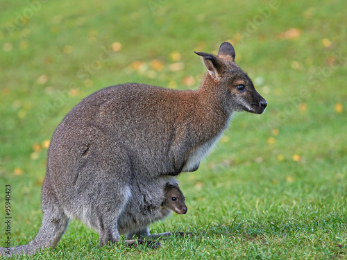 Red-necked Wallaby (Macropus rufogriseus)