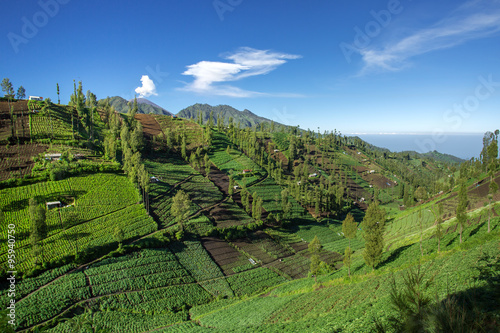 Vegetable crops on the hilly fields. Java, Indonesia