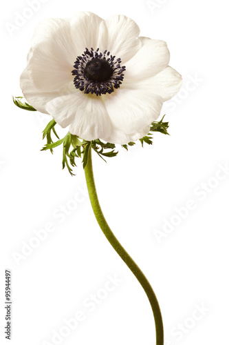 Black and White Anemone Isolated on a White Background