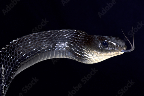 Keeled rat snake (Ptas carinatus)