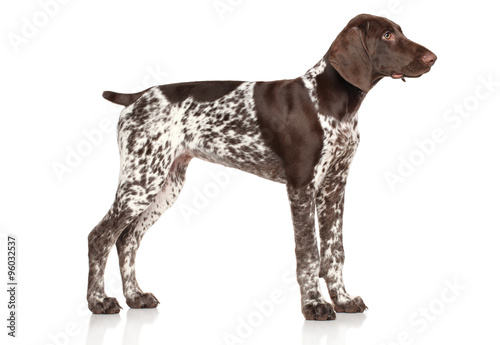 German shorthaired pointer