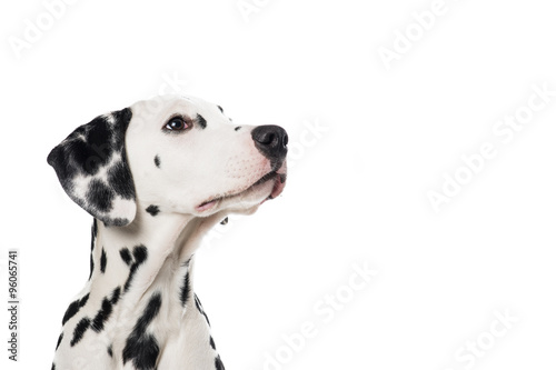 Dalmatian dog portrait looking up and to the right on a white background