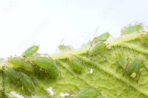 Many aphids on leaf