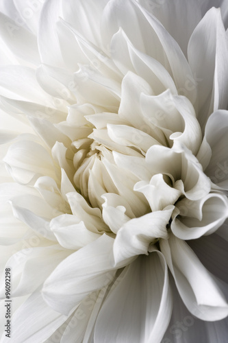 white dahlia and light