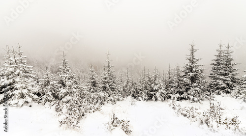 Spruce Tree foggy Forest Covered by Snow in Winter Landscape.