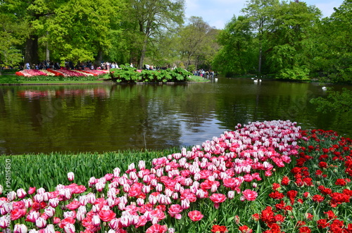 Keukenhof garden. Colorful flowers and blossom in dutch spring garden Keukenhof which is the world's largest flower garden. Keukenhof Garden, Lisse.