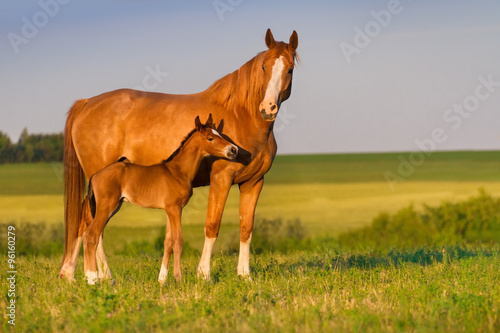 Mare with colt in beautiful field 