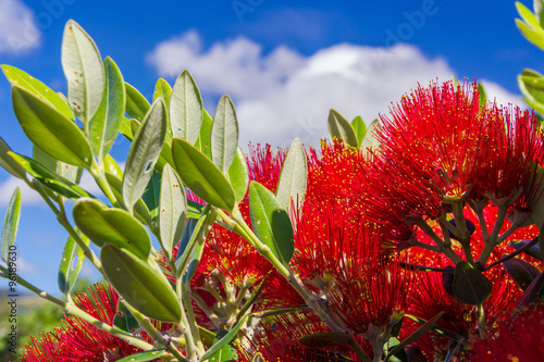 pohutukawa - New Zealand Christmas tree with red flowers