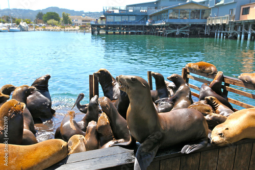 colonie de lions de mer