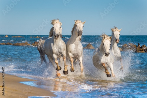 Herd of White Camargue Horses fast running through water in suns