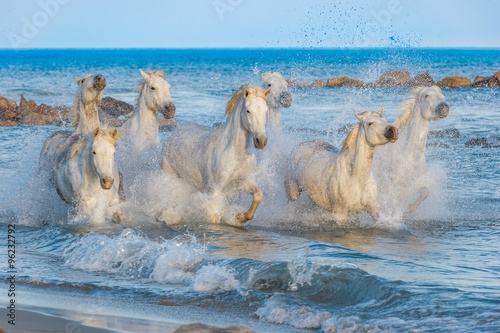 Herd of White Camargue Horses fast running through water in suns 