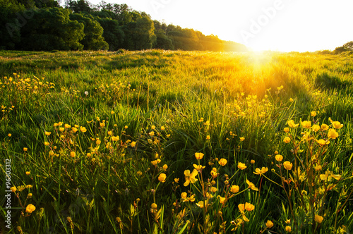 field of spring flowers