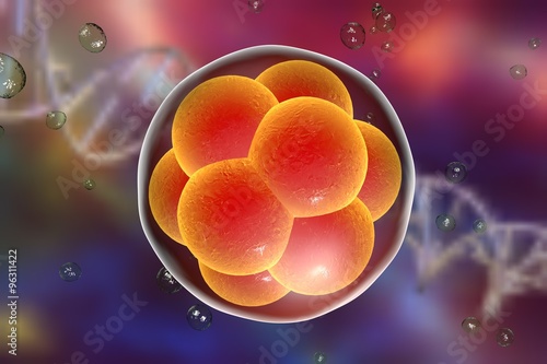 Human embryo on the stage of 16 cells on background with DNA