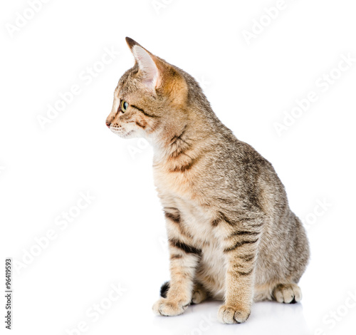 tabby cat looking away. isolated on white background