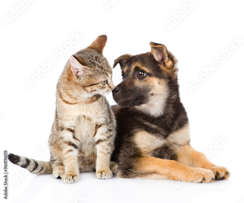 Dog and cat looking at each other. isolated on white background