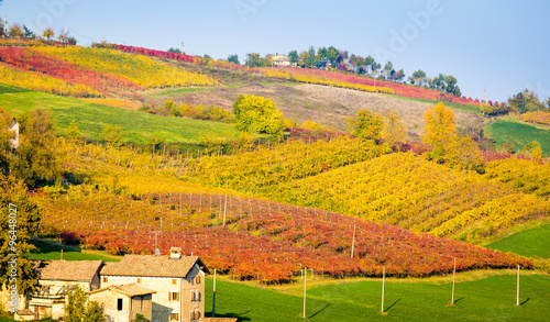 Castelvetro di Modena, vineyards in Autumn, italy 