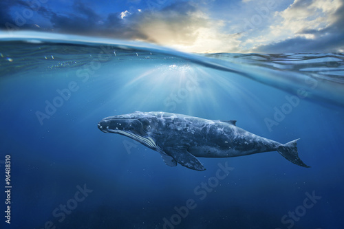 whale in half air