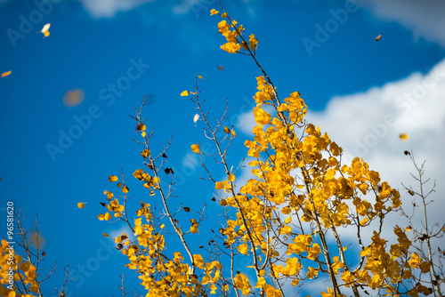 Yellow Aspen Leaves flying off the tree