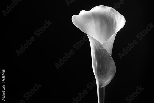 Close up calla lily