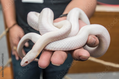 Opale Corn Snake or white snake coiling around man hand