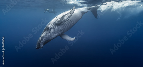 Gorgeous humpback whale, Réunion island - France.