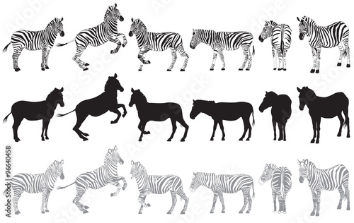 Set of zebra on a white