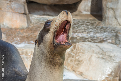 californian sea lion close up portrait