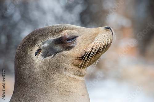 californian sea lion close up portrait