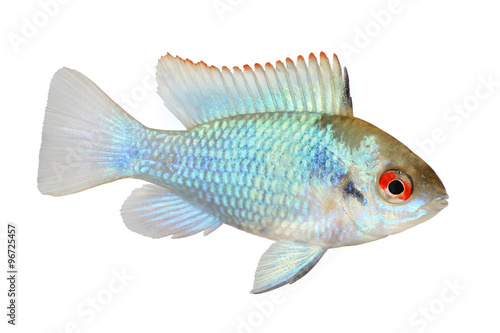 german electric blue ram dwarf cichlid Mikrogeophagus ramirezi aquarium fish