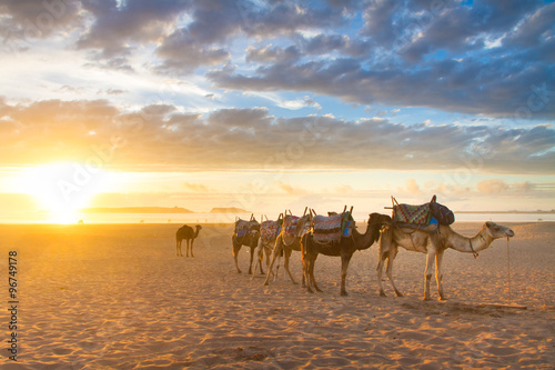 Camel caravan at the beach of Essaouira, Morocco.