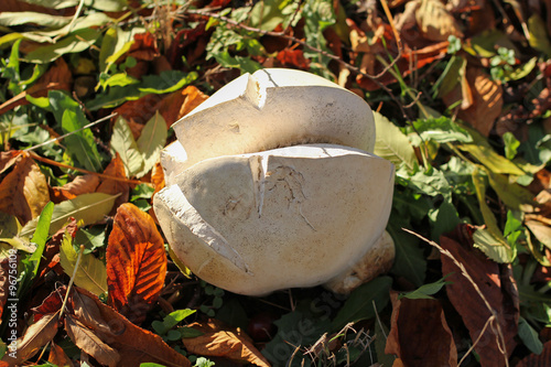 giant puffball in autumn leaves