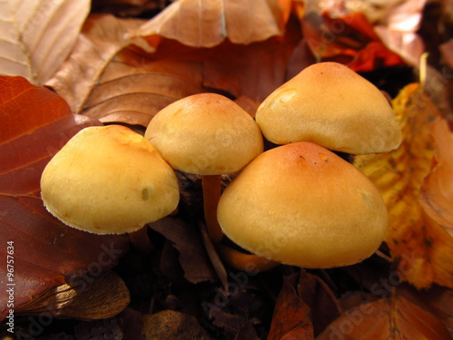 a bunch of yellow mushroom and fallen leaves in autumn