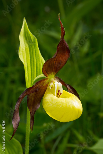 Lady's Slipper Orchid flower - Cypripedium calceolus